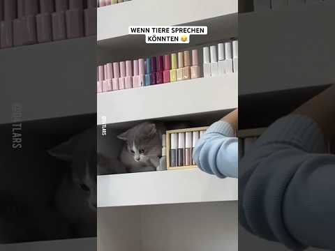 Wenn Tiere sprechen könnten #lustig #lol #funny #cat #memes #dog #pets #animals #tiere