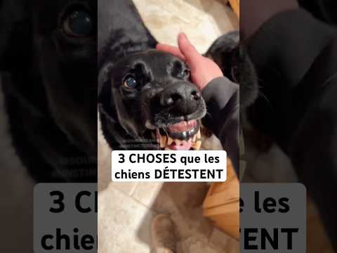 3 choses que les chiens DÉTESTENT #chien
