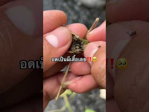 แตนเบียน กินดักแด้หมดเลยเสียใจมากก