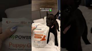#puppy #breeder #doghealth