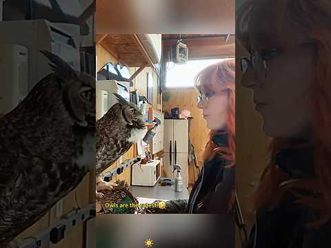 Owls are the cutest🤣😂#shortvideo #funny #youtube #pets #usa