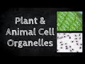 Cell Structure and Function Concepts