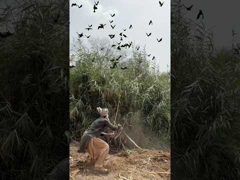 Cuckoo Nests Eggs Hunting 🐦⬛🪺 #humor #eggs#birdshelter