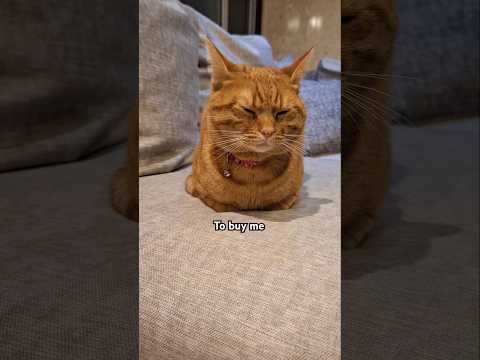 I asked him to buy me a.... #cute #cat #shorts #fyp #gingercat #trending #trendingshorts