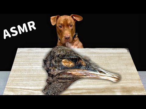 ASMR MUKBANG PITBULL EATING RAW FOODS OSTRICH HEAD KANGAROO HORSE