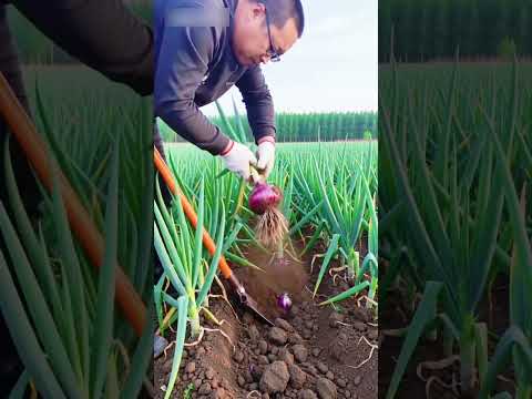 R1T 99760094 mini rotary tillage and ridging all-in one tree #shorts #trendingshorts #shortvideo