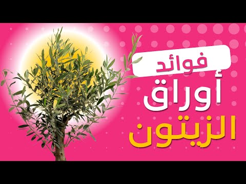 أوراق الزيتون و فوائدها... منافع يوصي بها الخبراء