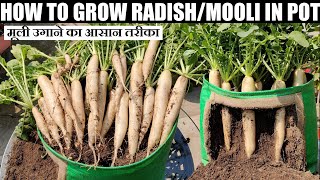 How To Grow Radish at Home | घर पर मूली उगाने का आसान तरीका