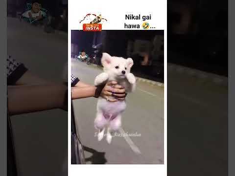 #shortsfeed #doglover #viralvideo #vanshbhankerboss #trending