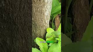 Fight Inflammation: This Natural Cure Heals All Diseases! #shorts