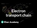 Understanding the Electron Transport Chain