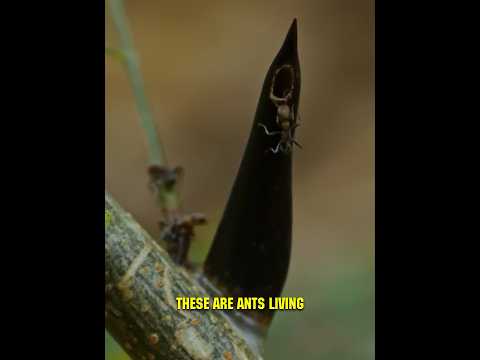 Crafty Acacia Holds Ants Hostage With Addictive Reward! 🧠🐜