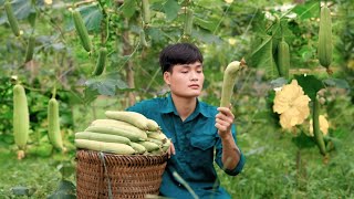 Harvesting melons, Luffa, Bring to market to sell, Forest life