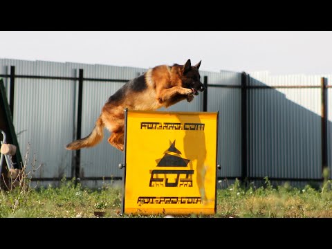 Lege Artis Ens, IGP-1, obedience phase