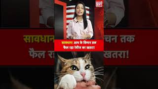 सावधान! आप के किचन तक फैल रहा रेबीज का खतरा! #shorts