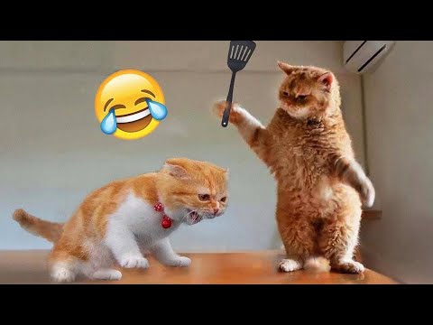 1 HOUR Of Funniest Cats And Dogs 😹🐶 For Your Weekend Time @chotanawab