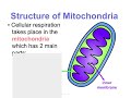 Cellular Respiration and Glycolysis Concepts