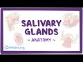 Understanding Salivary Glands