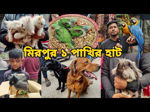 টিয়া পাখির বাচ্চা স্পেশাল_মিরপুর ১ পাখির হাট_চন্দনা টিয়া বাচ্চা_Macaw_Mirpur 1 pakhir haat 2025