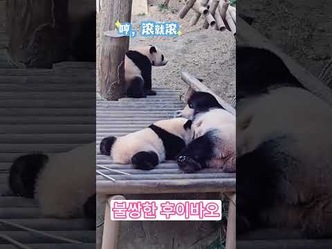 Poor Huibao ๋ถ์ํ ํ์ด๋ฐ์ค