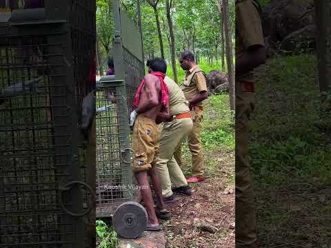 കടുവക്കൂടിനകത്തു നിൽക്കുന്ന ആളിന്റെ ഒരു അവസ്ഥ  | tiger attack | perunad | tiger story