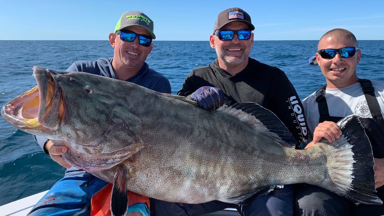 MONSTER- BLACK GROUPER Catch Clean & Cook - Bluegabe