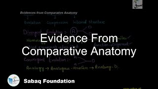 Evidence From Comparative Anatomy