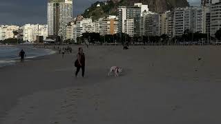 Um dia de cão