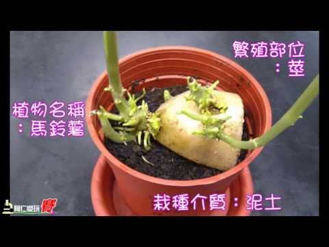 植物的繁殖ok1 - YouTube