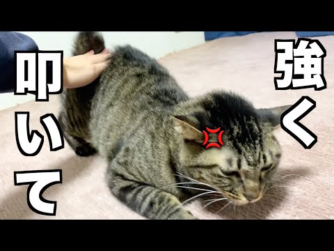 ケツドラムがなくては生きていけない快楽依存症の猫...