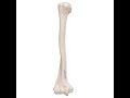 Functions and Structures of the Humerus