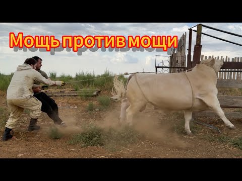 Схватка Быков: Финальная Битва!