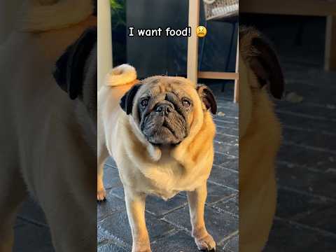 I want FOOD! 🥺😫 #pug #puglife #cute #pets #funny #dog #puppy #pugged
