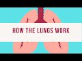Understanding the Respiratory System