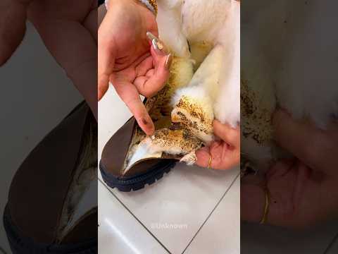 मम्मी ने जूता को काटकर जला दिया 😲 #viralvideo #shorts 😱😱 #new