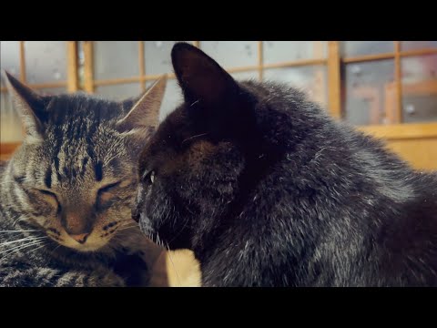 雨のリズムとねむねむ猫たち。ヤモさんの無事を確認して楽しい夜更け　The cozy sound of rain makes the cats sleepy