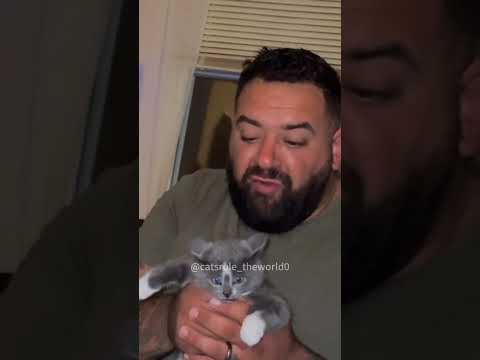 Reaction to kissing cats#cat #funny #cats #animals