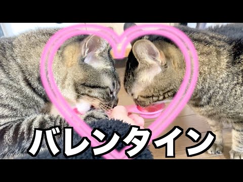 凶暴猫と狂暴猫が仲良く過ごすバレンタインがこちら...