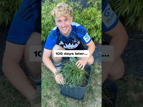 I Planted The Hamburg Pitch Into My Garden