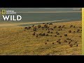 Yellowstone Wildlife Facts and Figures
