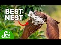 Exploring the Diversity of Bird Nests