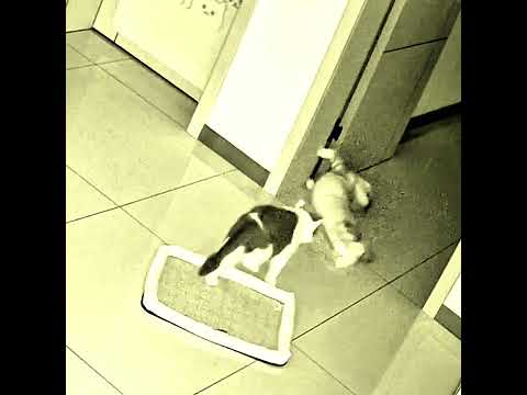 Video về một chú mèo #animals  #thegioidongvat