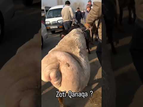 QANDAY ZOT TURI BU BILADIGANLAR BORMI ?