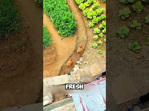 What an amazing idea in China have poultry farming🤯 #short #amazing #idea #china #farming #facts