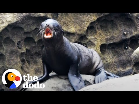 Sea Lion Pup Gets Saved By His Mom | The Dodo