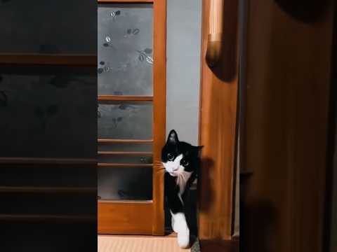 I open the door at home #cat #cats #funny #reels #catvideos #animals #funnycats