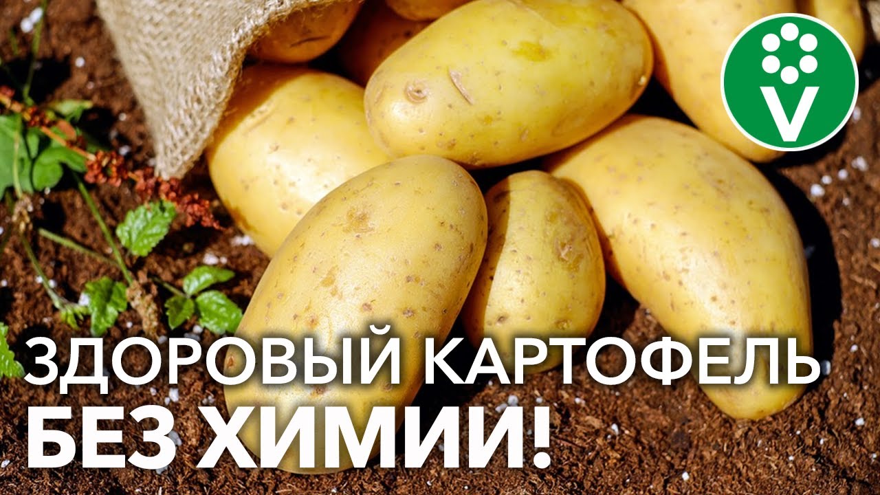 Никогда не сажайте без этого картошку! При посадке добавьте всего ложку!
