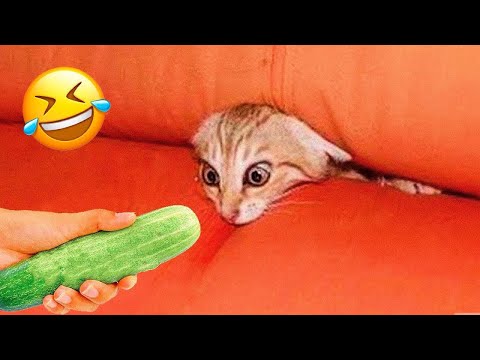 Los Videos de Perros y Gatos Más Divertidos 😹😆🐶 Parte 525