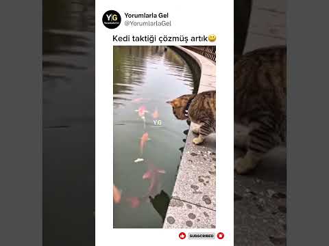 Kedi bu işin piri olmuş artık😃