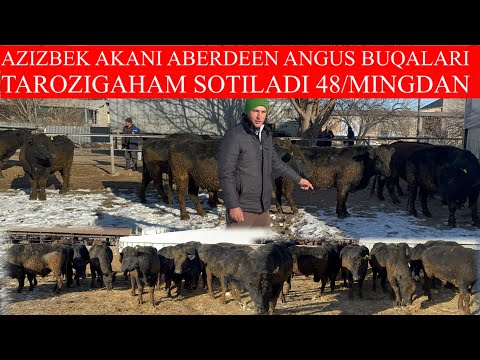 AZIZBEK AKANI ABERDEEN ANGUS GEREFOD BUQALARI KELDI 48/MINGDAN TAROZIGAHAM SOTILADI SHOSHILING